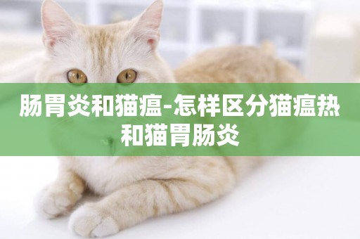 腸胃炎和貓瘟-怎樣區分貓瘟熱和貓胃腸炎