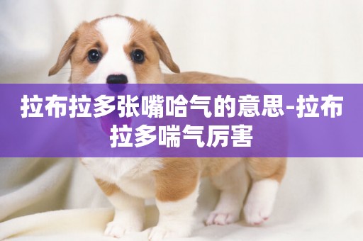 拉布拉多張嘴哈氣的意思-拉布拉多喘氣厲害