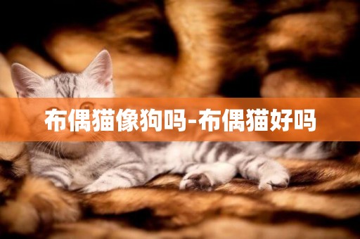 布偶貓像狗嗎-布偶貓好嗎