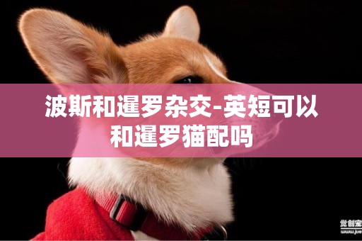 波斯和暹羅雜交-英短可以和暹羅貓配嗎