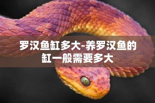 羅漢魚缸多大-養羅漢魚的缸一般需要多大