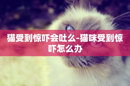 貓受到驚嚇會吐么-貓咪受到驚嚇怎么辦