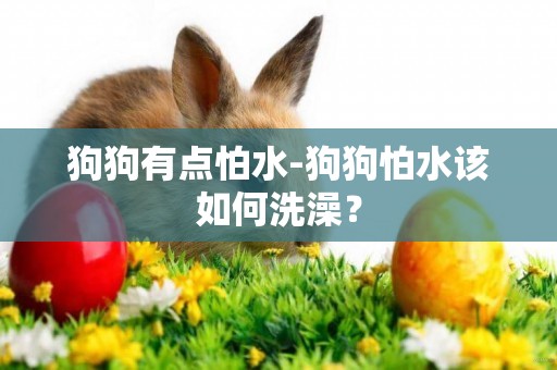 狗狗有點怕水-狗狗怕水該如何洗澡？