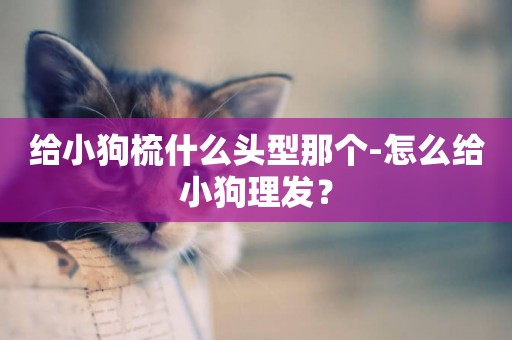 給小狗梳什么頭型那個-怎么給小狗理發？