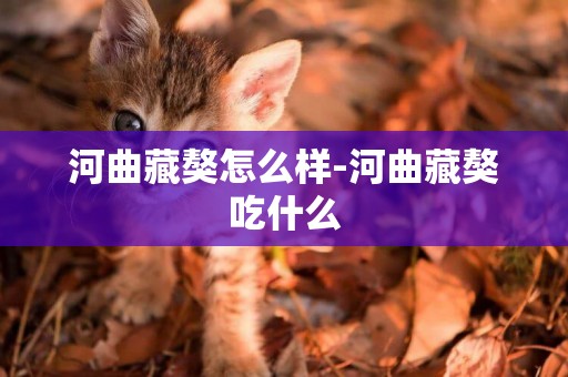 河曲藏獒怎么樣-河曲藏獒吃什么