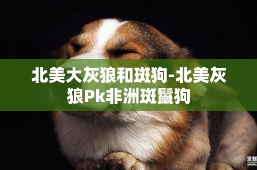 北美大灰狼和斑狗-北美灰狼Pk非洲斑鬣狗