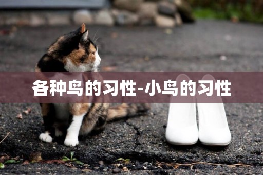 各種鳥的習性-小鳥的習性