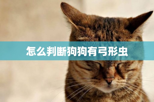 怎么判斷狗狗有弓形蟲