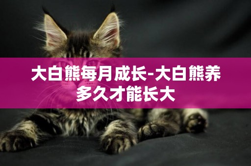 大白熊每月成長-大白熊養多久才能長大