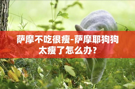 薩摩不吃很瘦-薩摩耶狗狗太瘦了怎么辦？