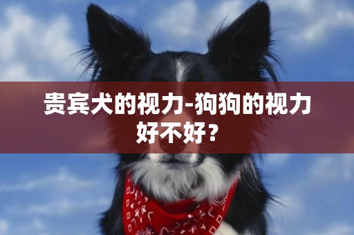 貴賓犬的視力-狗狗的視力好不好？