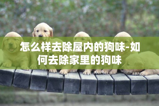 怎么樣去除屋內的狗味-如何去除家里的狗味