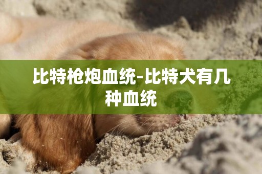 比特槍炮血統-比特犬有幾種血統