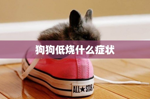 狗狗低燒什么癥狀