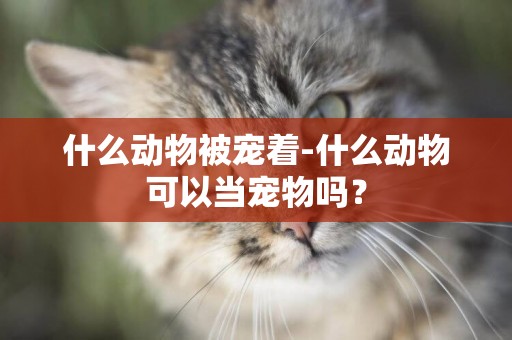 什么動物被寵著-什么動物可以當寵物嗎？