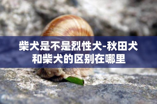柴犬是不是烈性犬-秋田犬和柴犬的區別在哪里