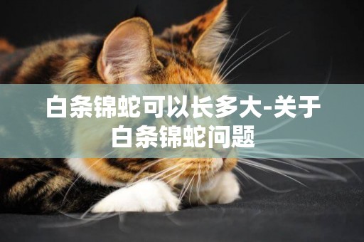 白條錦蛇可以長多大-關于白條錦蛇問題