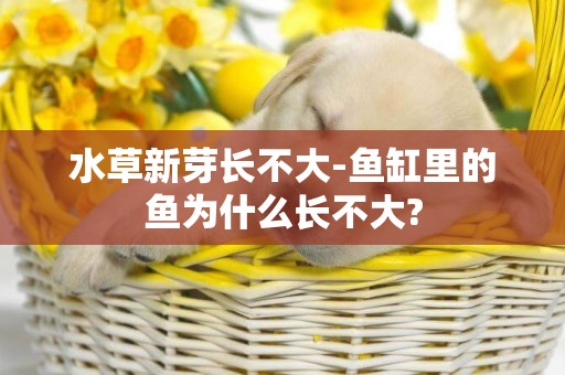 水草新芽長不大-魚缸里的魚為什么長不大?