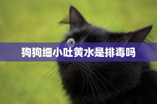 狗狗細小吐黃水是排毒嗎