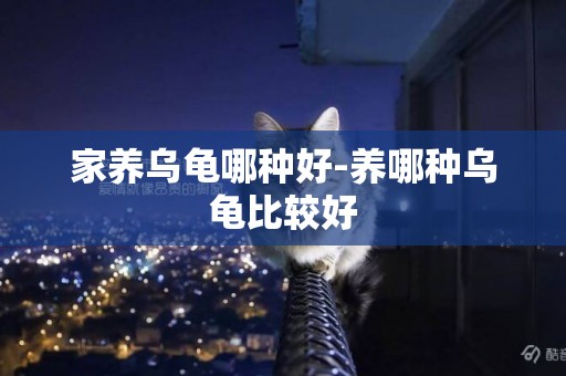 家養烏龜哪種好-養哪種烏龜比較好