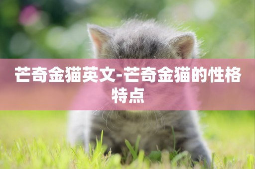 芒奇金貓英文-芒奇金貓的性格特點