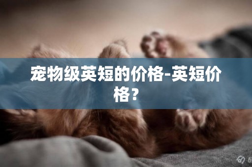 寵物級英短的價格-英短價格？