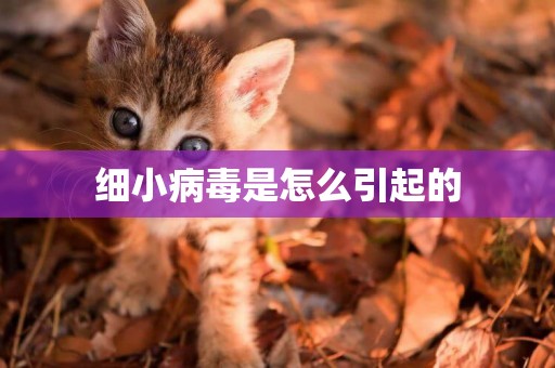 細小病毒是怎么引起的