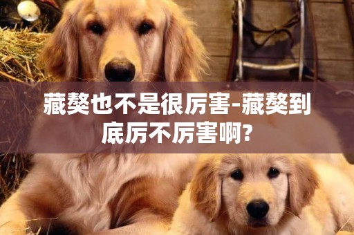 藏獒也不是很厲害-藏獒到底厲不厲害啊?