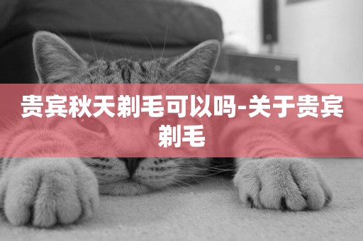 貴賓秋天剃毛可以嗎-關于貴賓剃毛