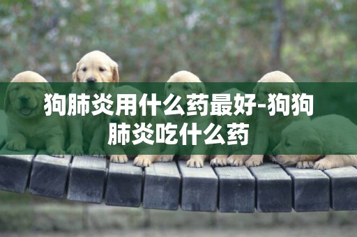 狗肺炎用什么藥最好-狗狗肺炎吃什么藥