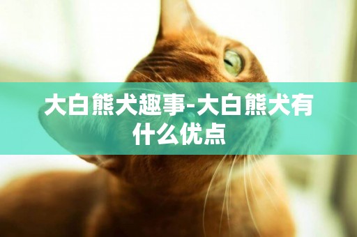 大白熊犬趣事-大白熊犬有什么優點