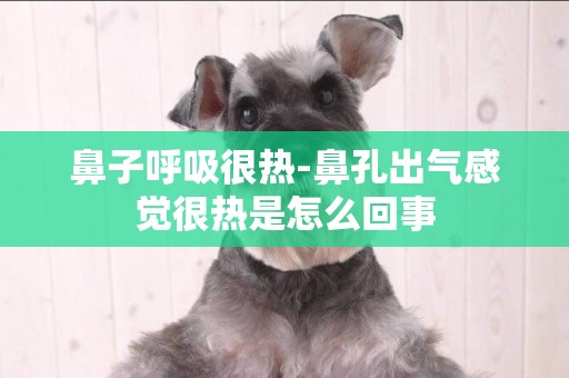 鼻子呼吸很熱-鼻孔出氣感覺很熱是怎么回事