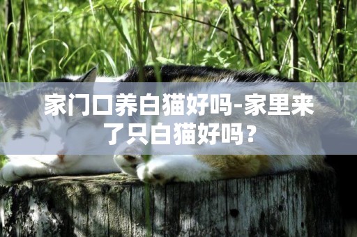家門口養白貓好嗎-家里來了只白貓好嗎？