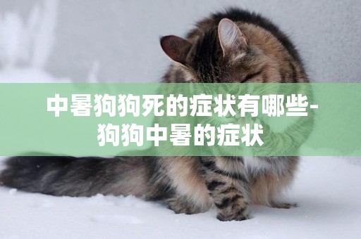 中暑狗狗死的癥狀有哪些-狗狗中暑的癥狀