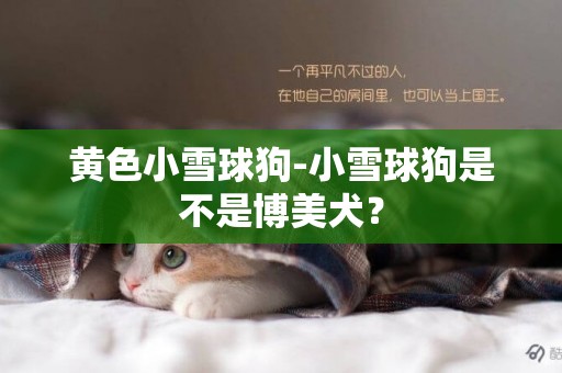 黃色小雪球狗-小雪球狗是不是博美犬？