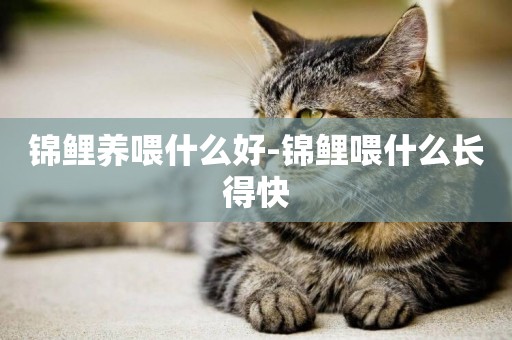 錦鯉養喂什么好-錦鯉喂什么長得快