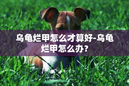 烏龜爛甲怎么才算好-烏龜爛甲怎么辦？
