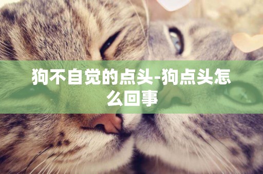 狗不自覺的點頭-狗點頭怎么回事