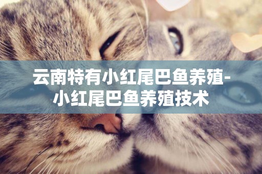 云南特有小紅尾巴魚養殖-小紅尾巴魚養殖技術