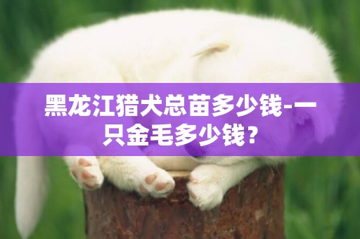 黑龍江獵犬總苗多少錢-一只金毛多少錢？