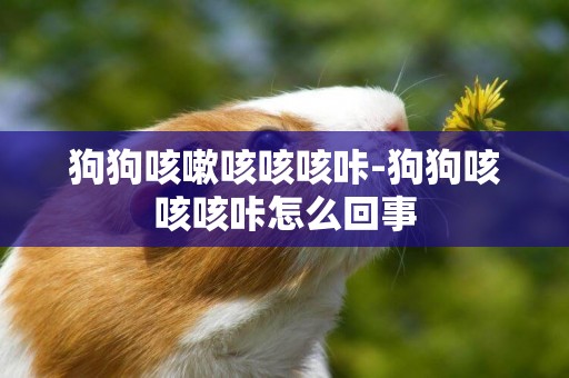 狗狗咳嗽咳咳咳咔-狗狗咳咳咳咔怎么回事
