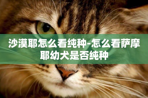 沙漠耶怎么看純種-怎么看薩摩耶幼犬是否純種