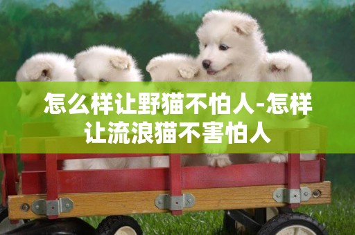 怎么樣讓野貓不怕人-怎樣讓流浪貓不害怕人