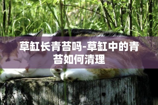 草缸長青苔嗎-草缸中的青苔如何清理