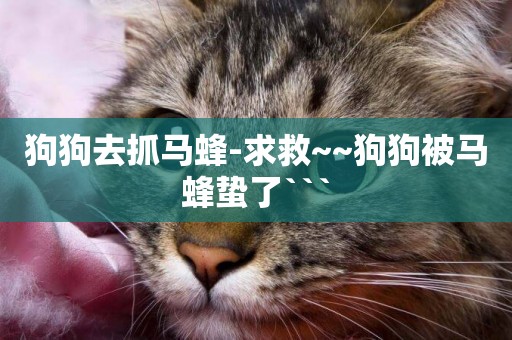 狗狗去抓馬蜂-求救~~狗狗被馬蜂蟄了```
