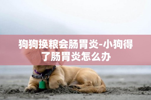 狗狗換糧會腸胃炎-小狗得了腸胃炎怎么辦