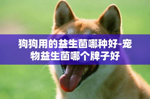 狗狗用的益生菌哪種好-寵物益生菌哪個牌子好