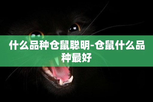 什么品種倉鼠聰明-倉鼠什么品種最好