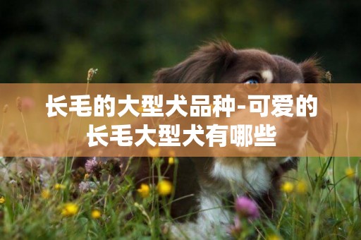 長毛的大型犬品種-可愛的長毛大型犬有哪些