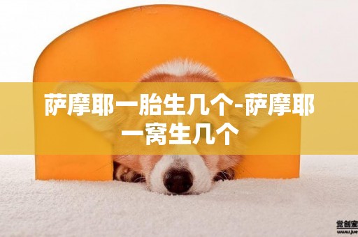 薩摩耶一胎生幾個-薩摩耶一窩生幾個